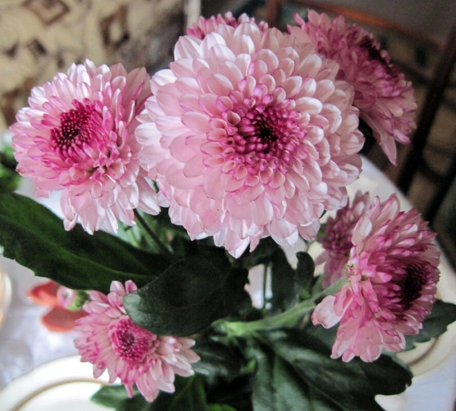 Хризантемы. - Ирина ***