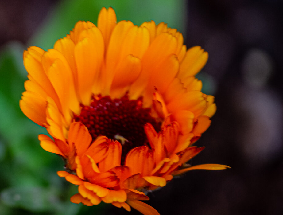 Цветок - Светлана SvetNika17 Цветок - Светлана SvetNika17