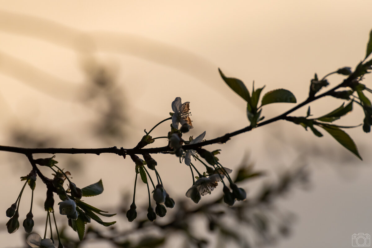 Ветка вишни - Александр 