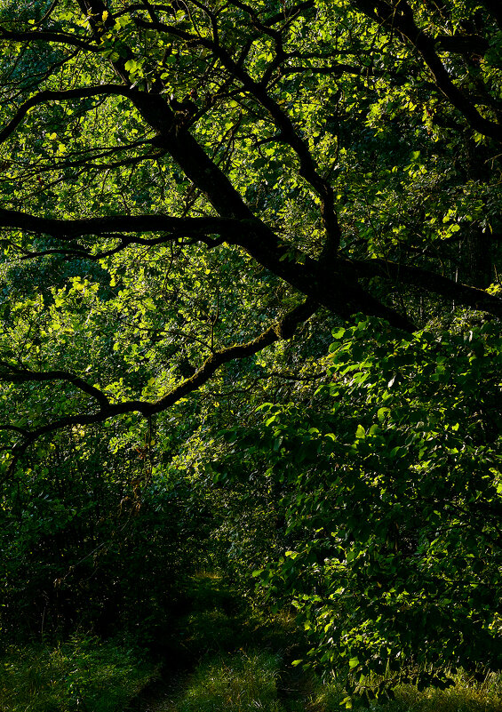 Из темноты - Genych Bartkus