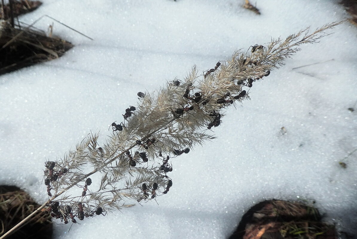 На солнечной полянке... - Владимир Шошин