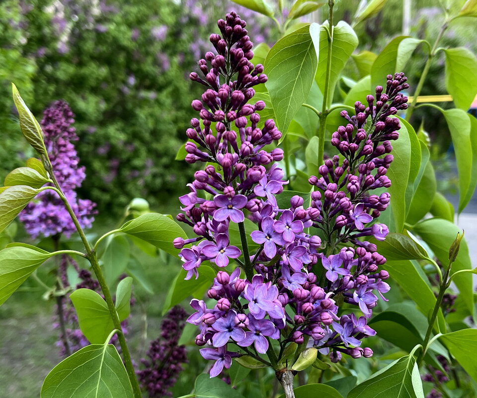 Сирень - Ирина Сирень - Ирина