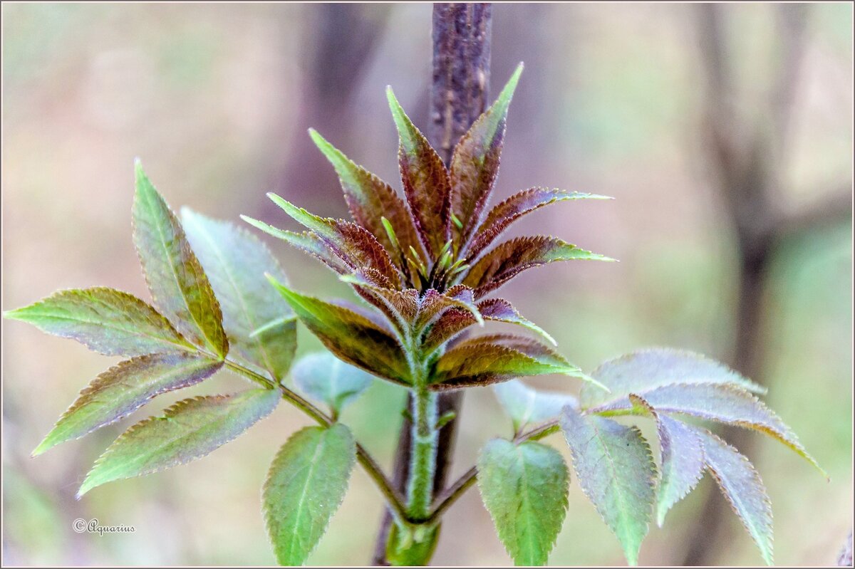 Изменения в пpиpоде пpоисходят год от года... - Aquarius - Сергей
