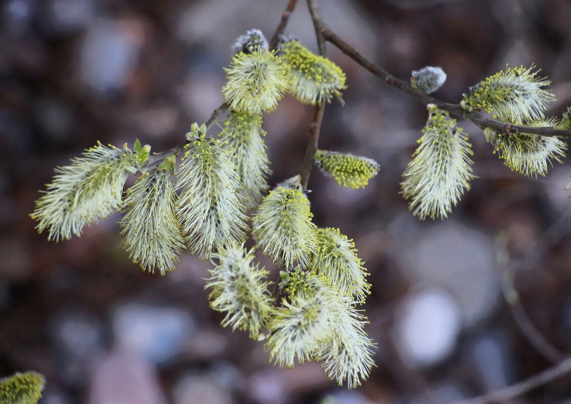 Месяц май - Наталья Герасимова