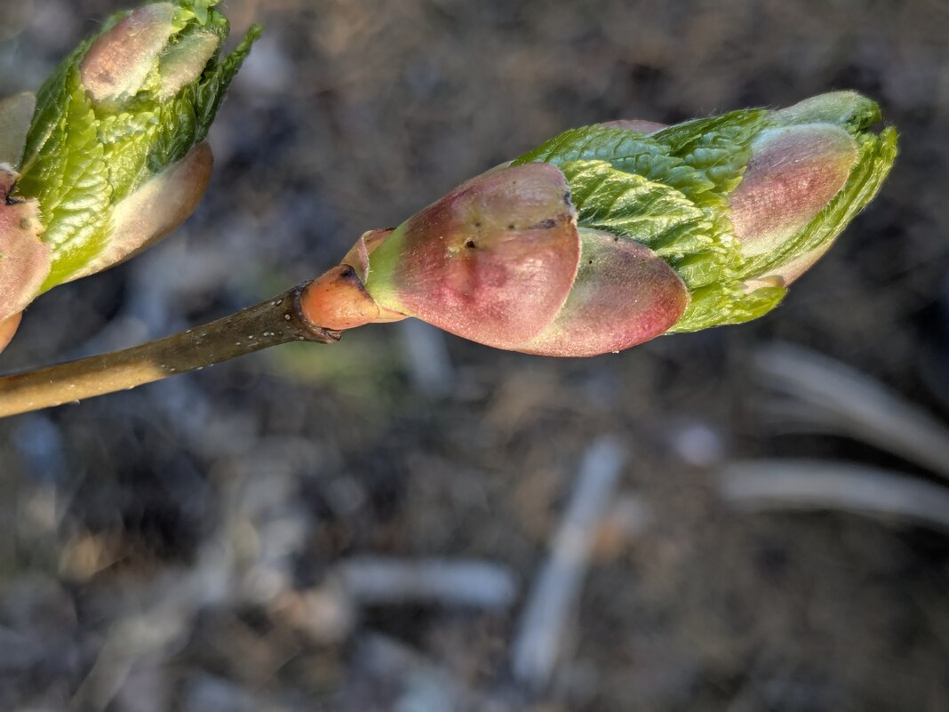 Запуск - liudmila drake