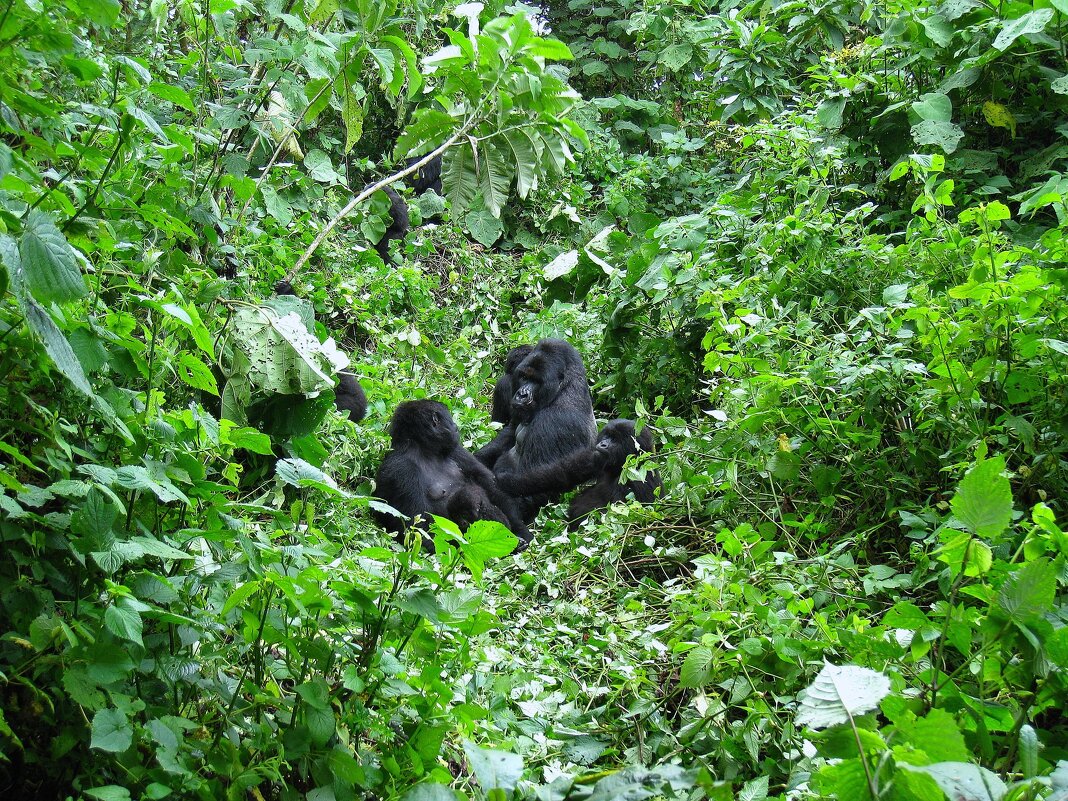 Африканской семейство. - unix (Илья Утропов)