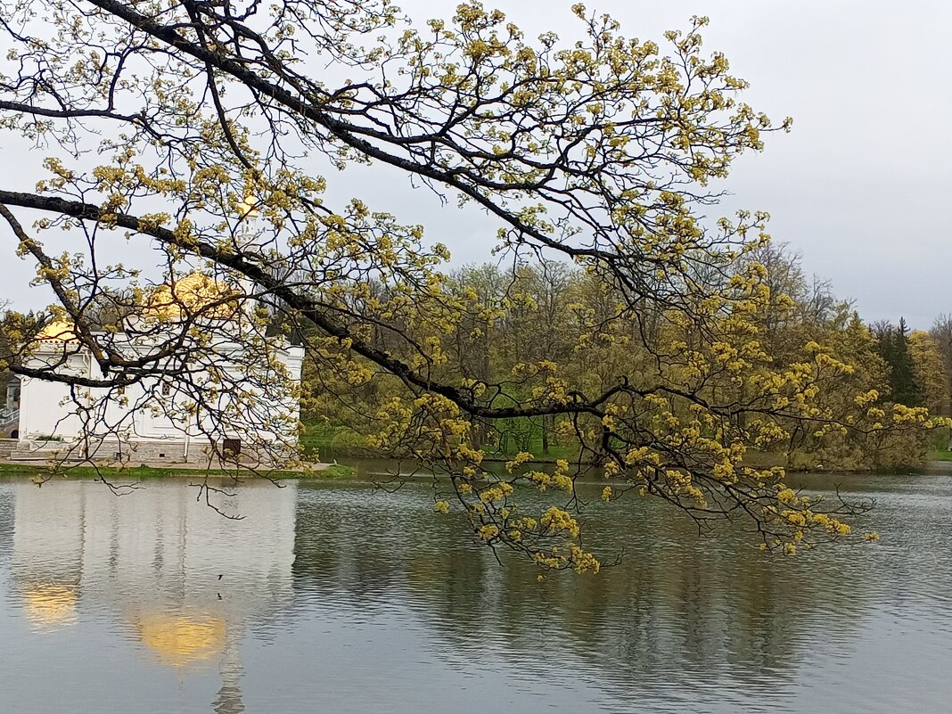 Весна - Сапсан 