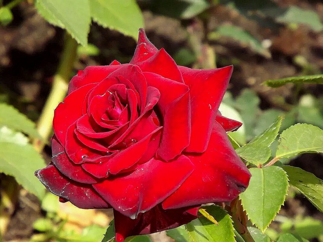 Красная роза в саду расцвела! - Нина Андронова