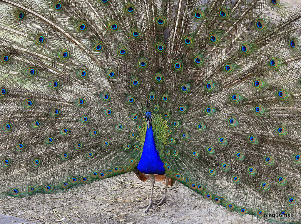 кто самый красивый - Олег Лукьянов кто самый красивый - Олег Лукьянов