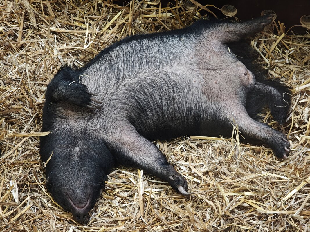 Медоед - <<< Наташа >>> Медоед - <<< Наташа >>>