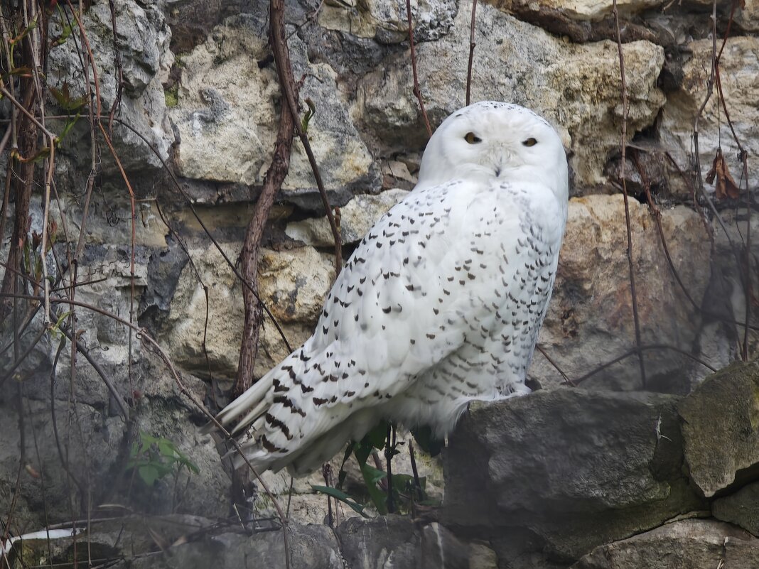 Белая сова - <<< Наташа >>> Белая сова - <<< Наташа >>>