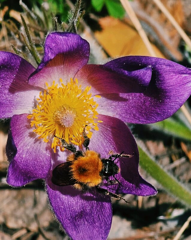Лохматый шмель - Георгиевич Лохматый шмель - Георгиевич