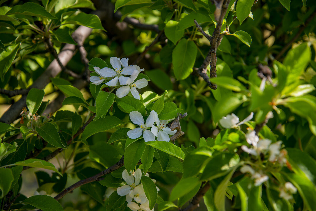 Яблони цвет - Анатолий Чикчирный