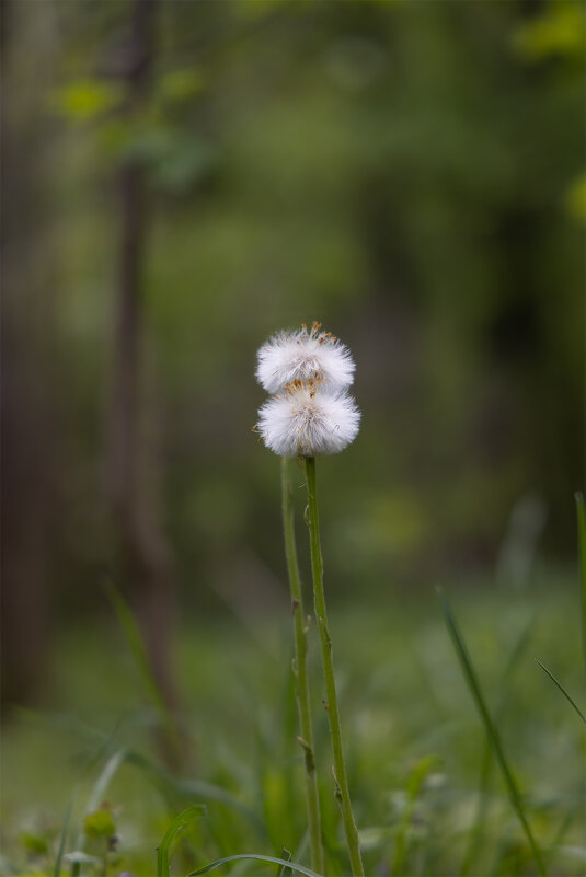 одуванчики - Michel одуванчики - Michel