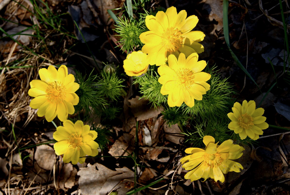 Первые весенние. - сергей ермошкин Первые весенние. - сергей ермошкин