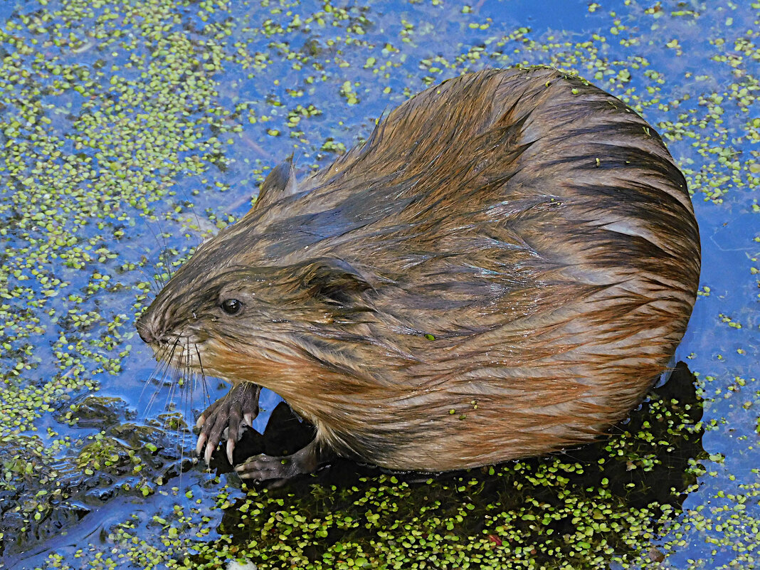 Ондатра - Лина Ондатра - Лина