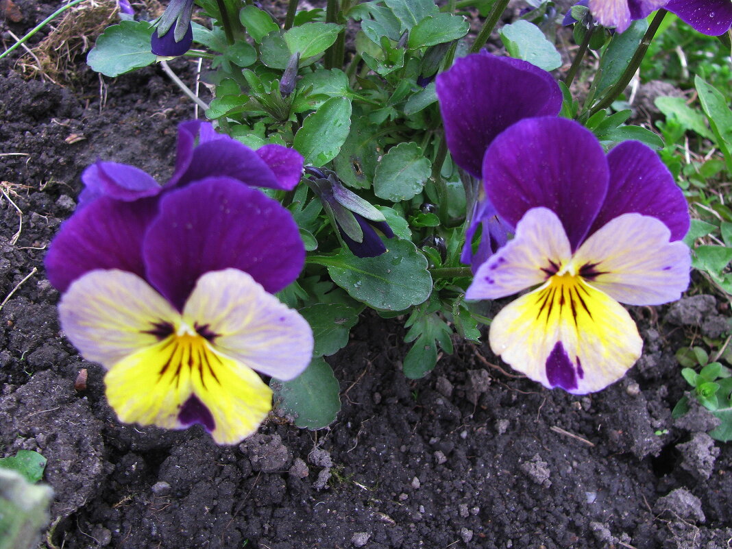 Сестрички - Людмила Смородинская Сестрички - Людмила Смородинская