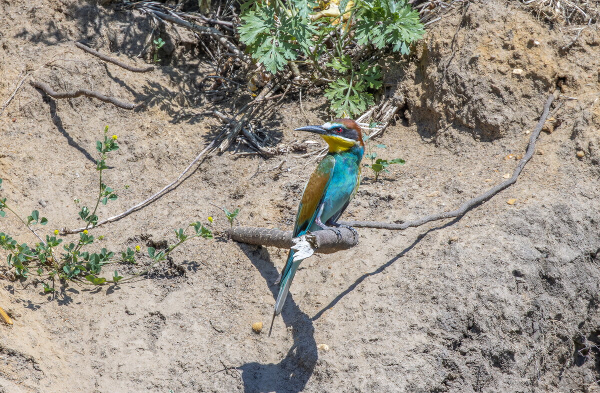 золотистые щурки - юрий макаров