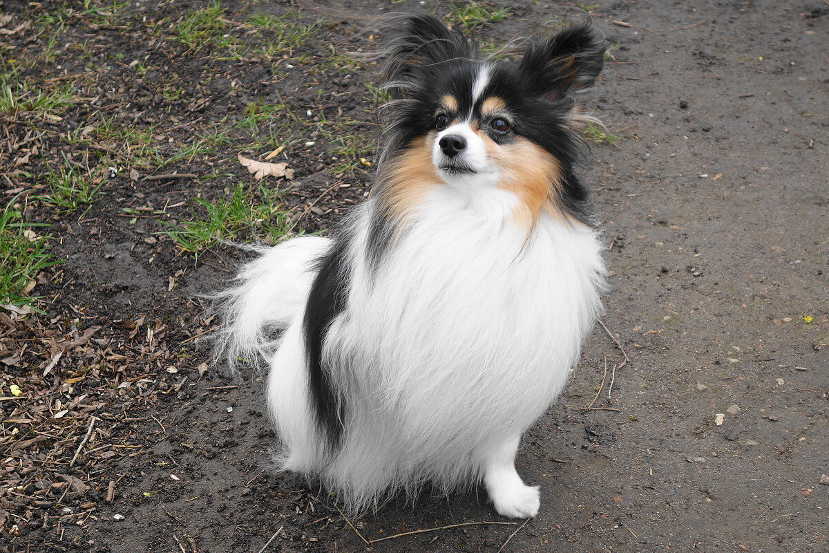 Братья наши меньшие... - Рита Симонова Братья наши меньшие... - Рита Симонова