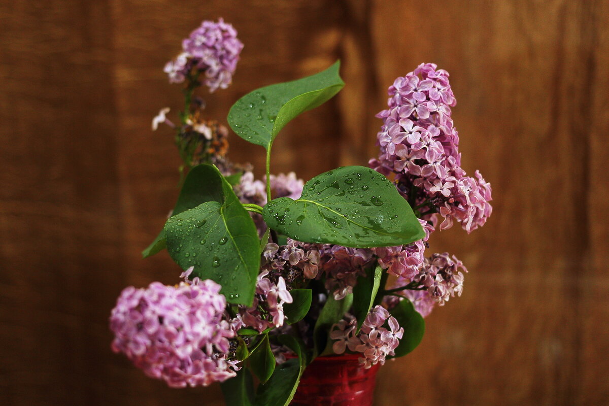 сирень и капельки - Юрий Гайворонскiий сирень и капельки - Юрий Гайворонскiий