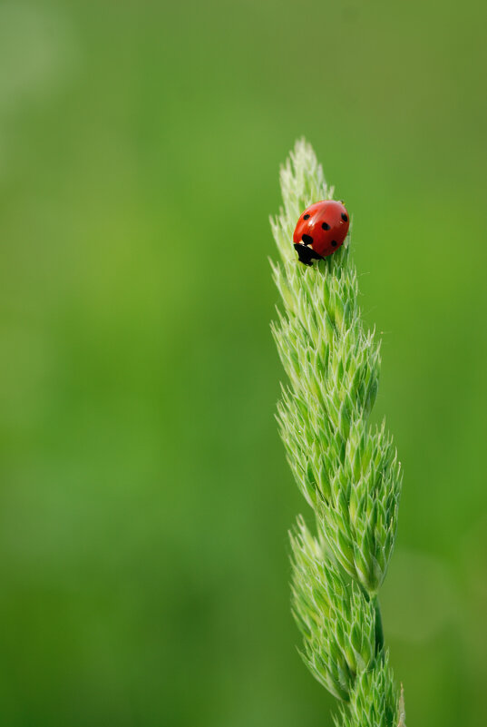 Коровка - Referee (Дмитрий)