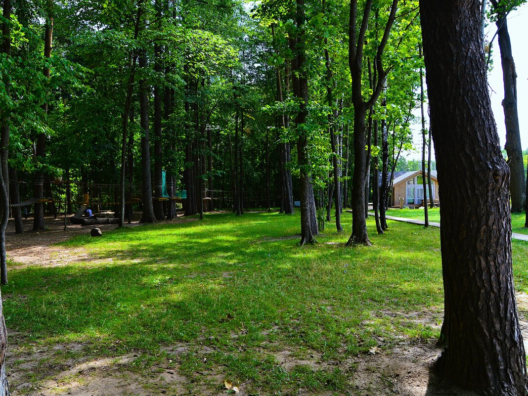 Чебоксары. Опушка рощи Гузовского летом. - Пётр Чернега Чебоксары. Опушка рощи Гузовского летом. - Пётр Чернега