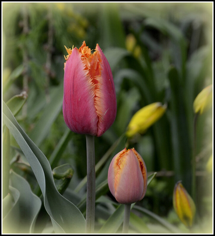 Этюд с тюльпаном - Aleksandr Gal Этюд с тюльпаном - Aleksandr Gal