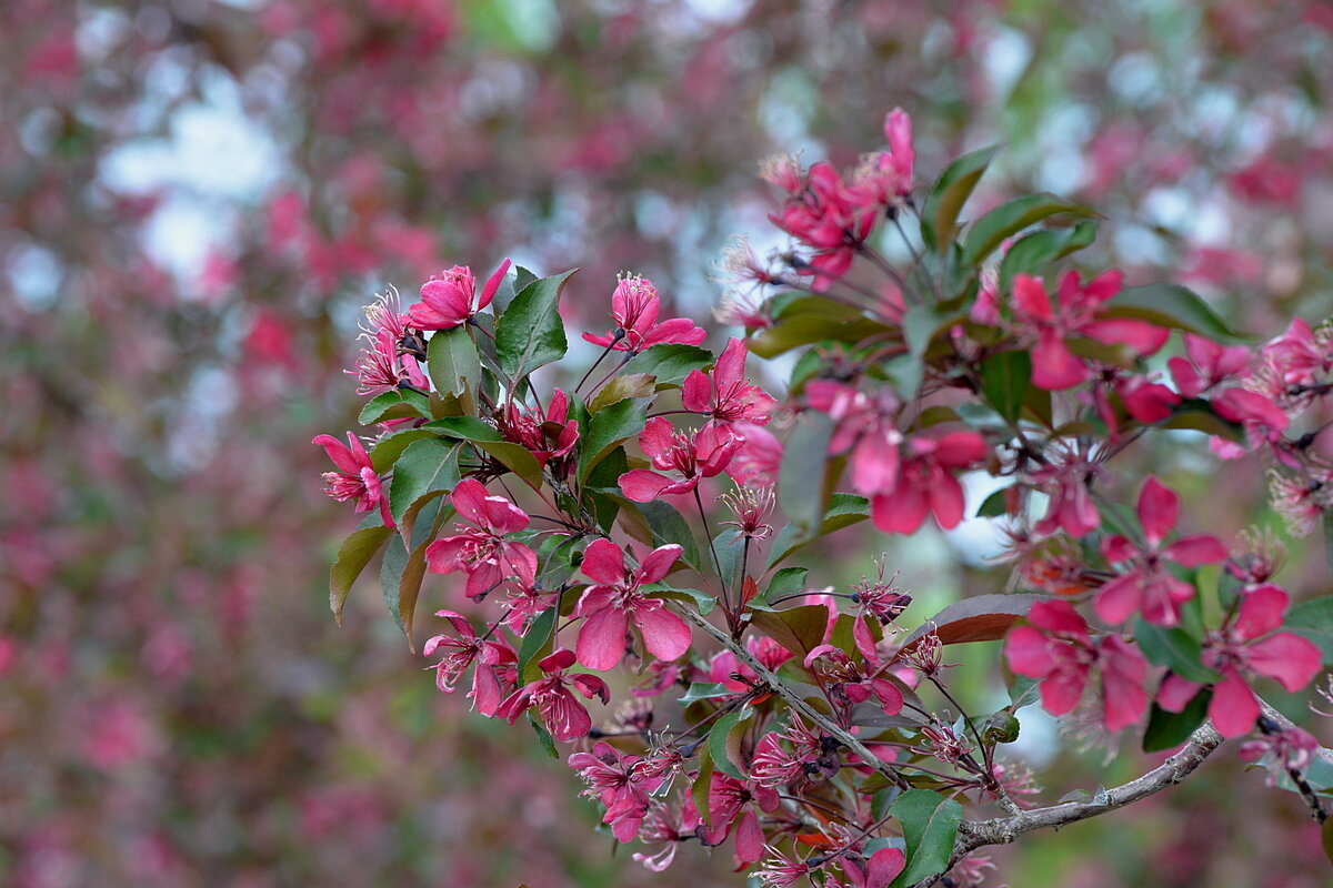 Райское наслаждение - Сеня Белгородский Райское наслаждение - Сеня Белгородский