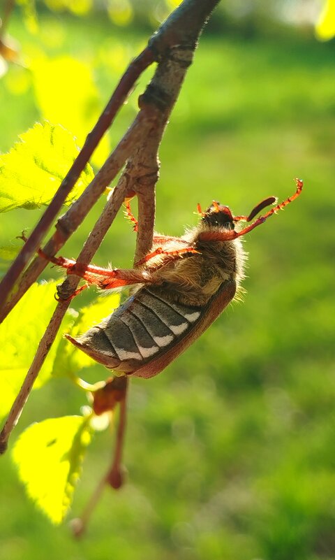 Майский жук - светлана льдокова