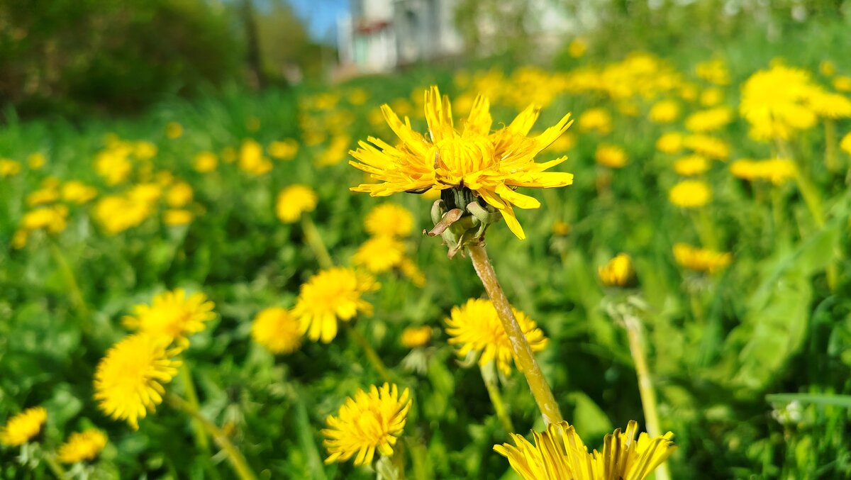 Шикарные и яркие одуванчиковые поля - светлана льдокова Шикарные и яркие одуванчиковые поля - светлана льдокова