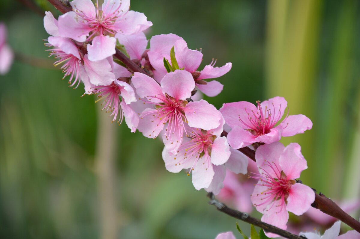 Цветущий персик - Надежда Куркина Цветущий персик - Надежда Куркина
