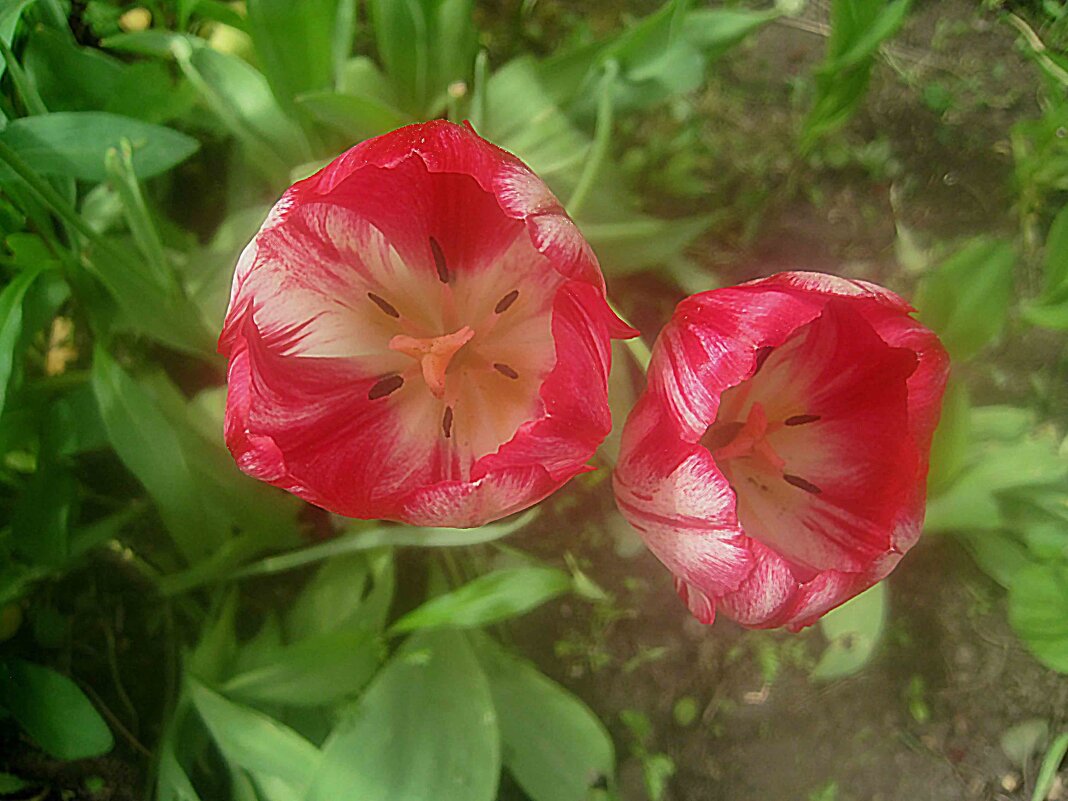 Тюльпаны - Елена Семигина Тюльпаны - Елена Семигина