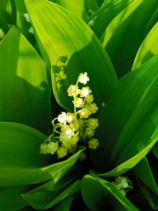 Ландыши, ландыши... - Татьяна Пальчикова Ландыши, ландыши... - Татьяна Пальчикова