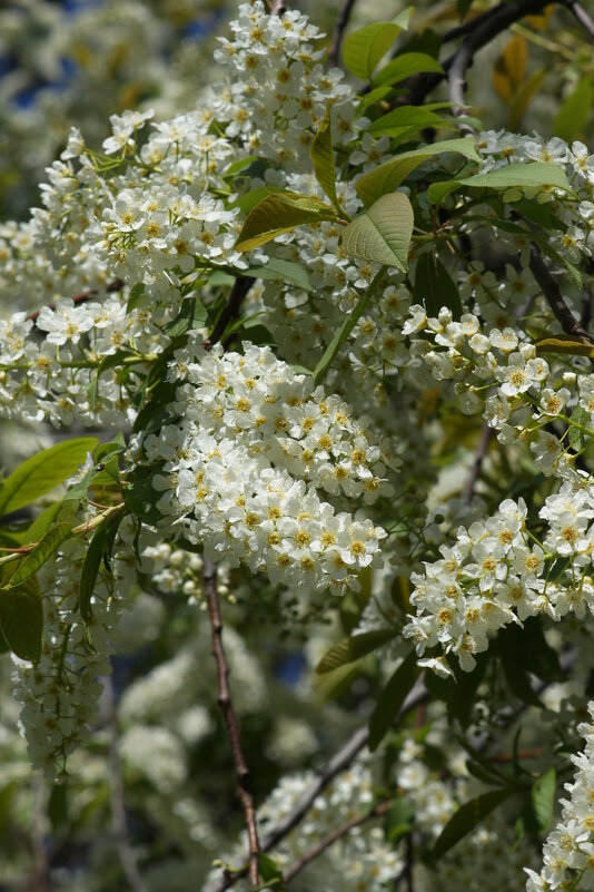 Черёмуха - Наталия Григорьева