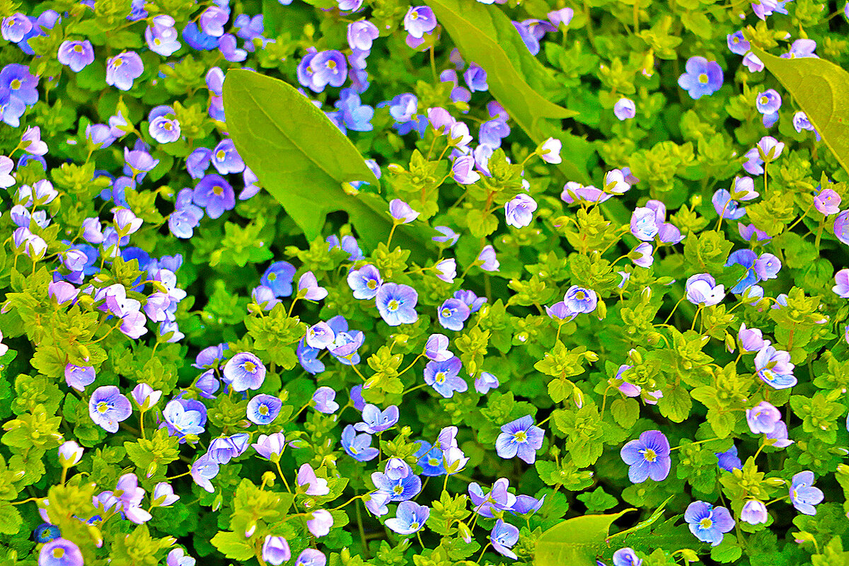 Микроанютки - Светлана Микроанютки - Светлана