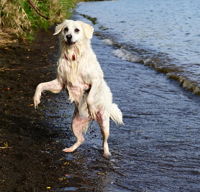 Алита - Светлана Алита - Светлана