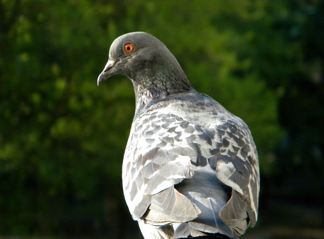 Pig - Андрей Л. В.