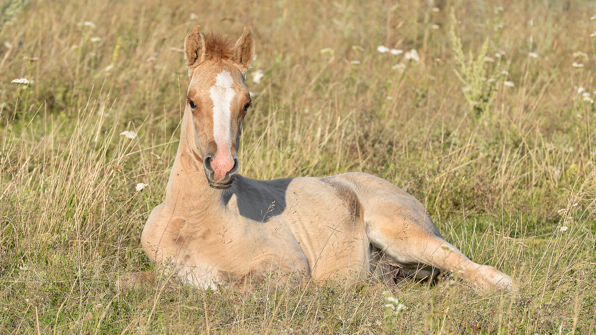 Полежу, погреюсь ... - Maxxx©  