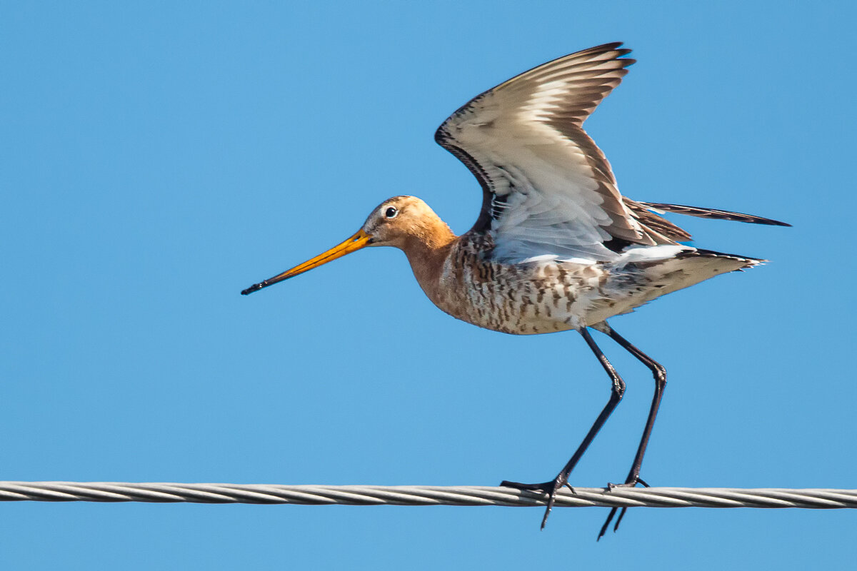 Большой веретенник - Георгий Кулаковский Большой веретенник - Георгий Кулаковский