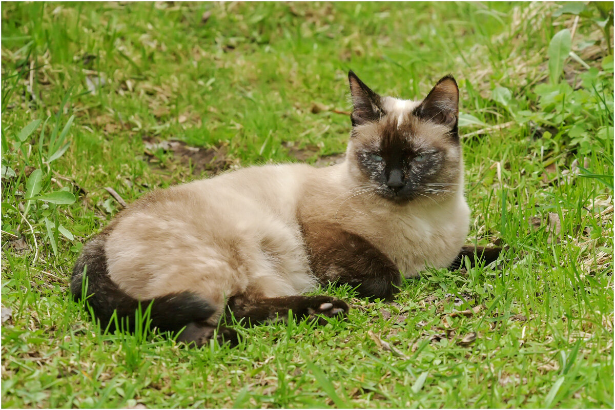 Соня - Валентин Котляров