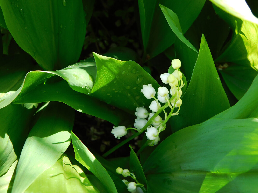Ландыши после дождя - Наиля Ландыши после дождя - Наиля
