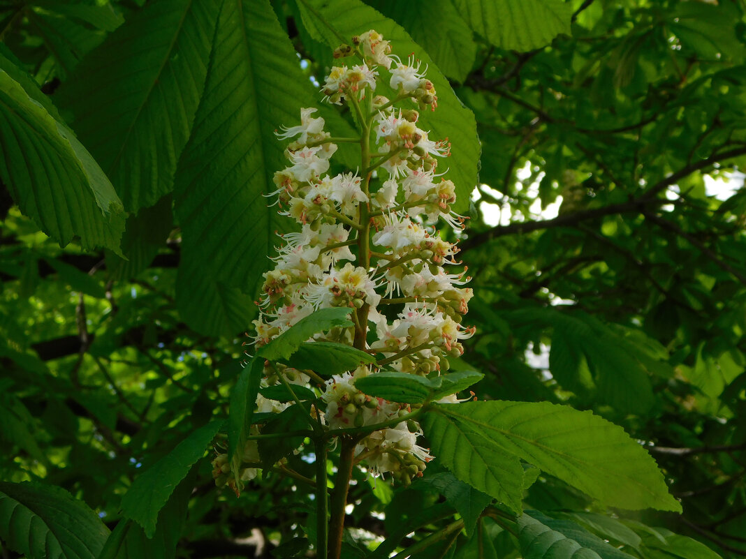 Конский каштан обыкновенный - Наиля Конский каштан обыкновенный - Наиля