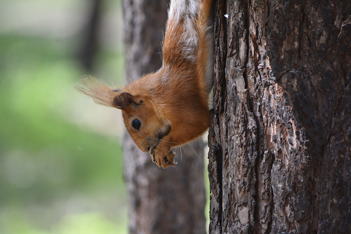 Белкины этюды - Геннадий Супрун Белкины этюды - Геннадий Супрун