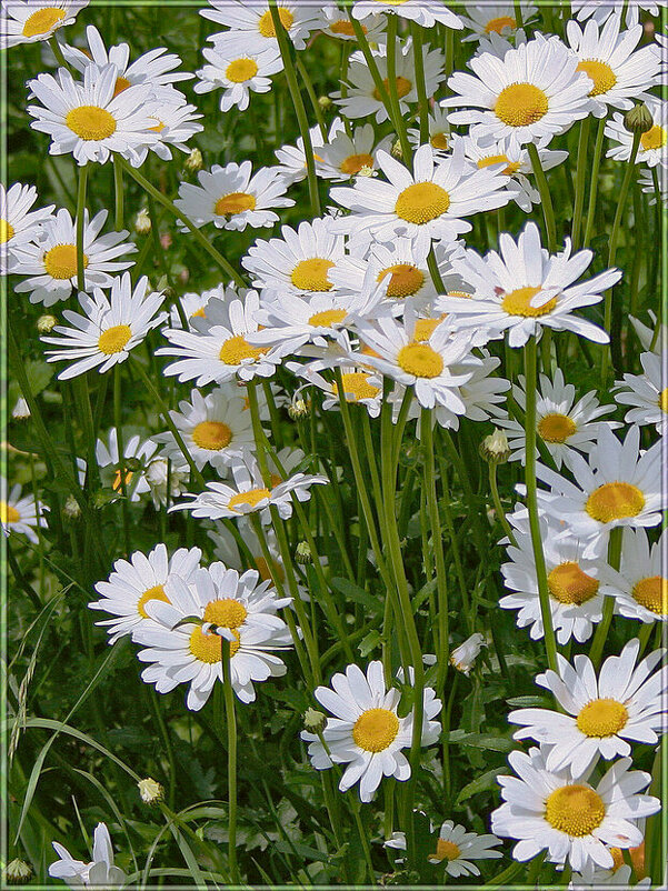 Ромашки - Елена 