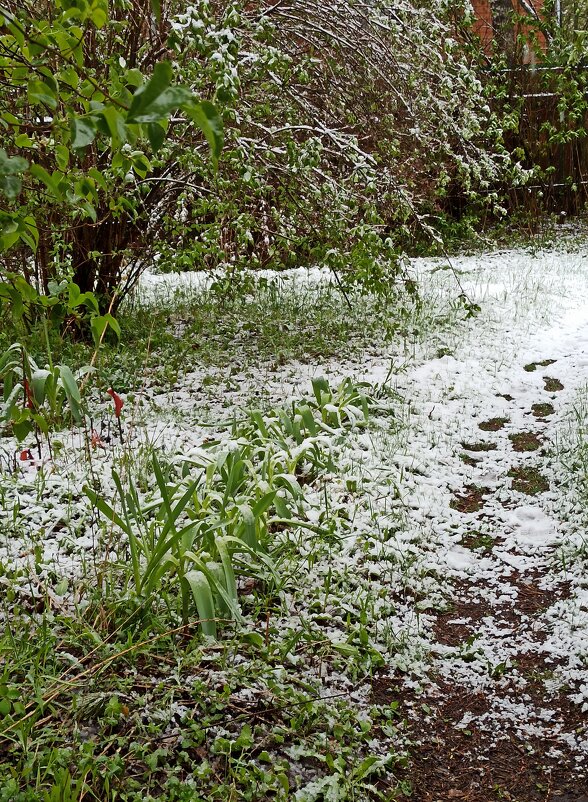 2 мая 2025 г. Недолго зима нас пугала... - veilins veilins 2 мая 2025 г. Недолго зима нас пугала... - veilins veilins