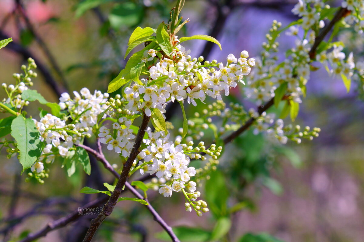 Апрельский цвет черёмухи - Сергей Беляев Апрельский цвет черёмухи - Сергей Беляев
