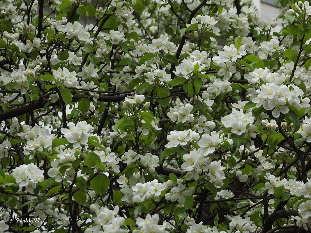 Когда кругом цветут сады… - Freddy 97