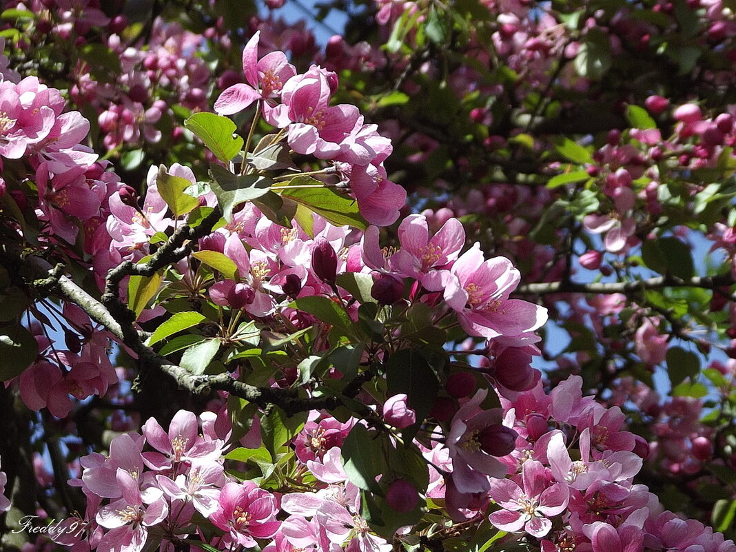 Райское времечко… - Freddy 97 Райское времечко… - Freddy 97