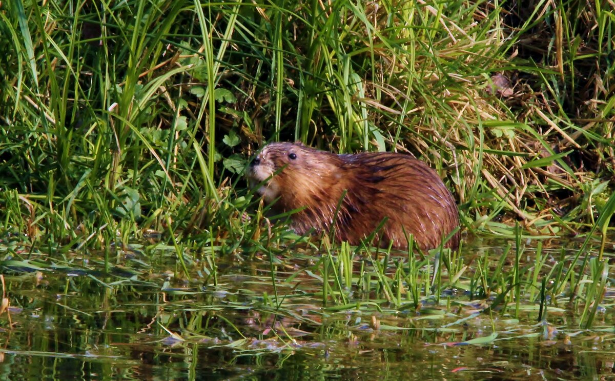 ондатра - Сергей Лычагин