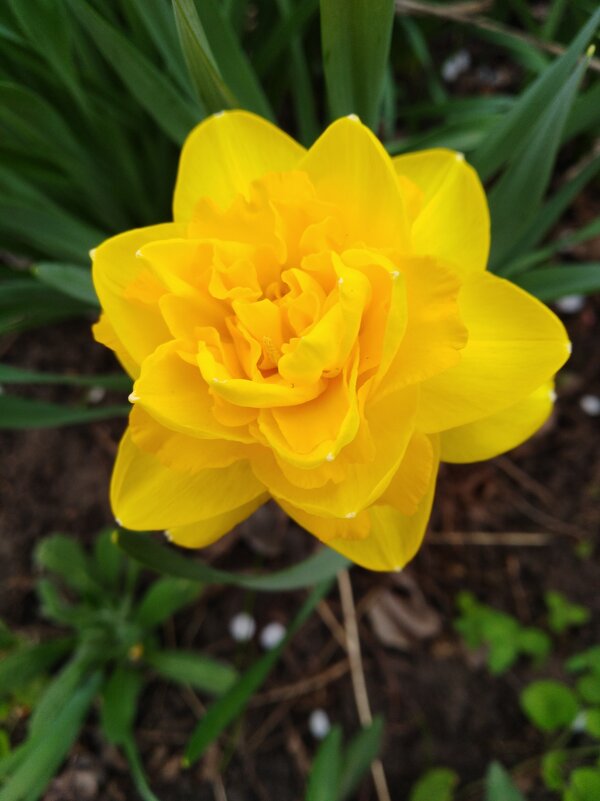 Нарцис - Нина Колгатина Нарцис - Нина Колгатина